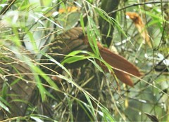 Thripadectes holostictus