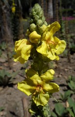 Verbascum