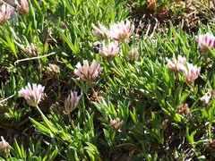 Trifolium dasyphyllum