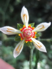 Nasa triphylla triphylla