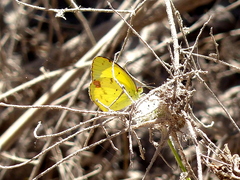 Pyrisitia lisa centralis