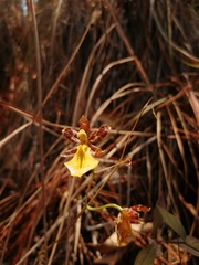 Oncidium graminifolium