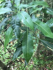 Sapindus oahuensis