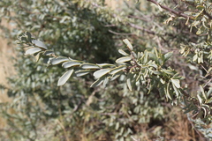 Anisostigma schenckii image