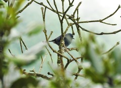 Diglossa caerulescens