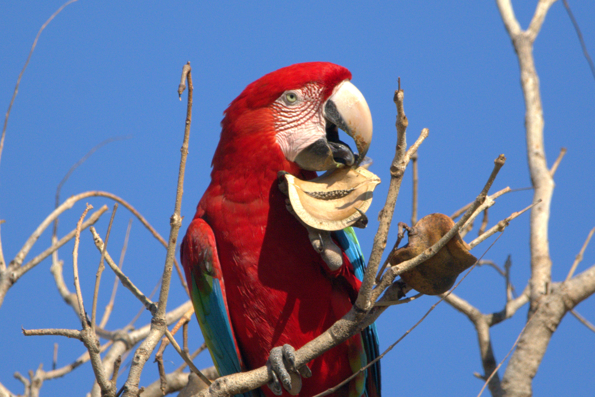 Red-and-green Macaw