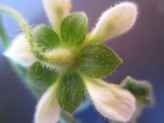 Nasa triphylla triphylla