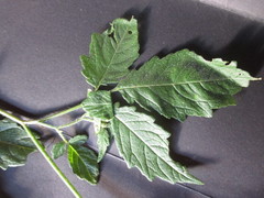 Nasa triphylla triphylla