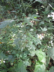 Nasa triphylla triphylla