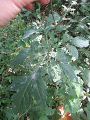 Nasa triphylla triphylla