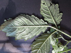 Nasa triphylla triphylla