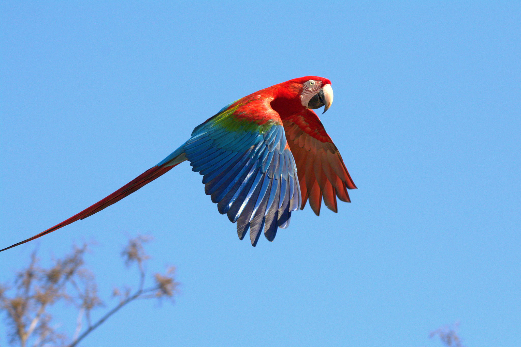 Red-and-green Macaw