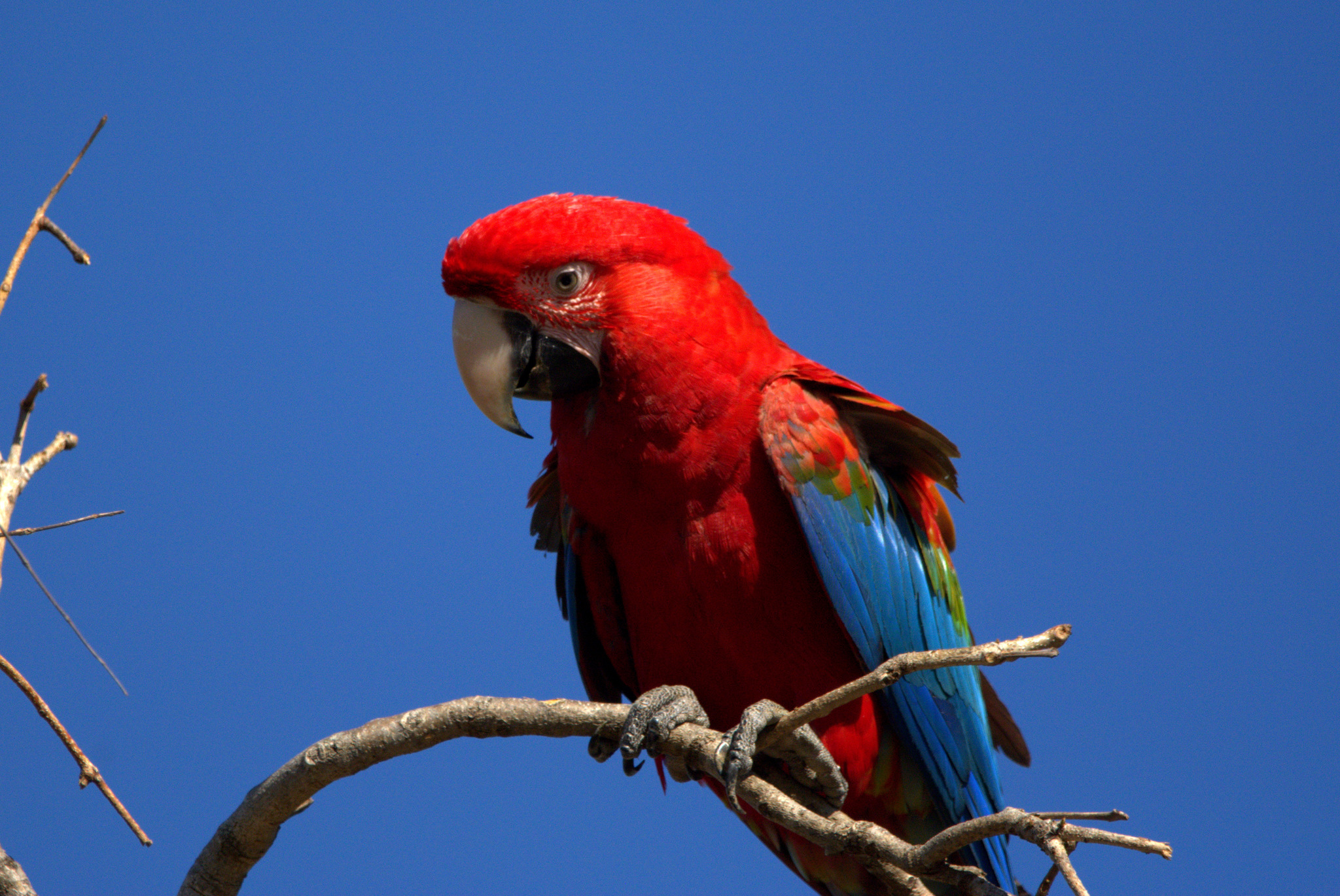 Red-and-green Macaw