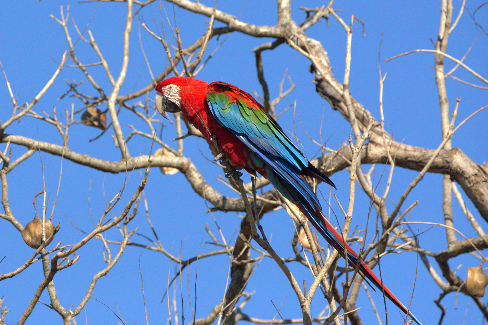 Red-and-green Macaw