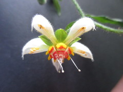 Nasa triphylla triphylla