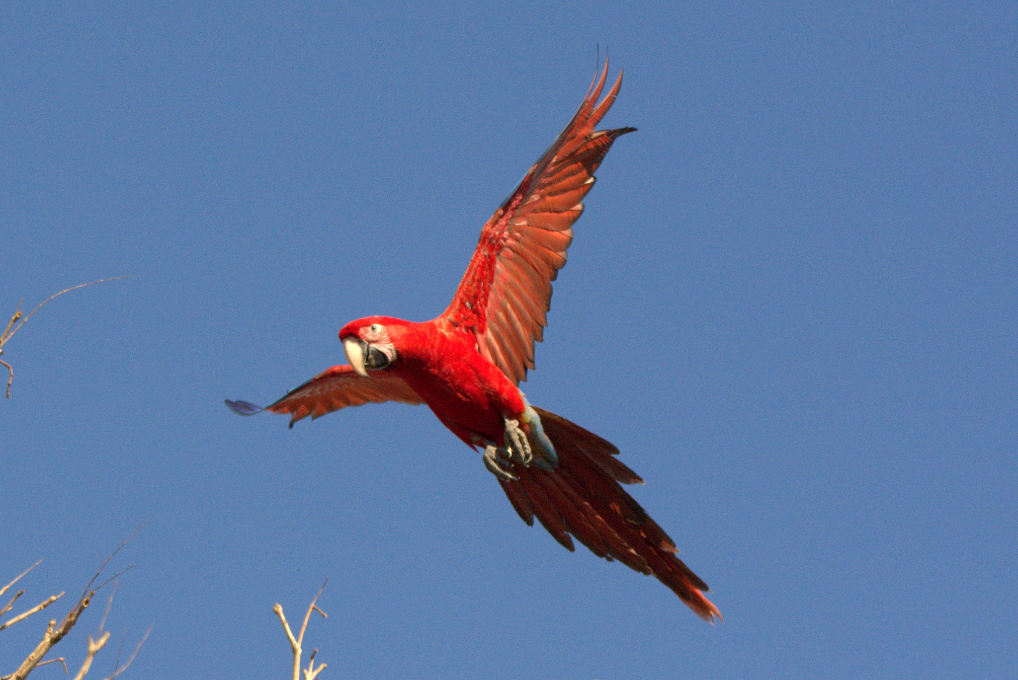 Red-and-green Macaw