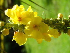 Verbascum
