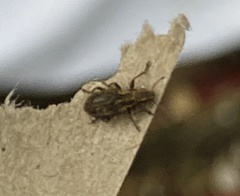 Sitona lineatus