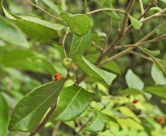 Glochidion benthamianum