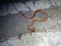 Oreocryptophis porphyraceus