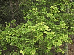 Glochidion benthamianum