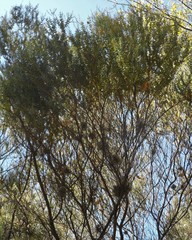 Acacia cultriformis