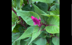 Celosia argentea plumosa