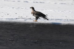 Haliaeetus leucocephalus