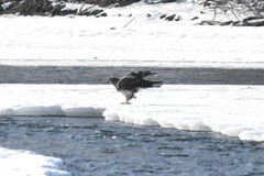 Haliaeetus leucocephalus