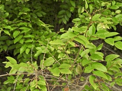 Glochidion benthamianum