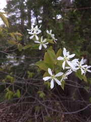 Amelanchier × neglecta