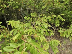 Glochidion benthamianum