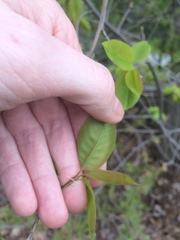 Amelanchier × neglecta