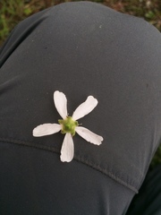 Amelanchier × neglecta