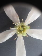 Amelanchier × neglecta