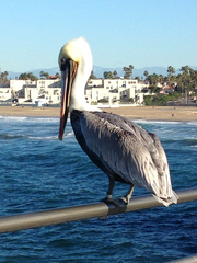 Pelecanus occidentalis