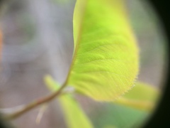 Amelanchier × neglecta