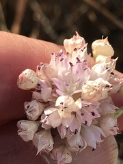 Allium amplectens
