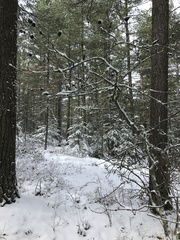 Callirhytis quercuscornigera