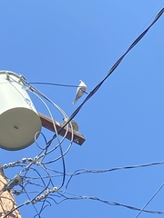 Streptopelia decaocto