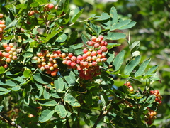 Sorbus sitchensis grayi