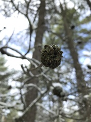 Callirhytis quercuscornigera