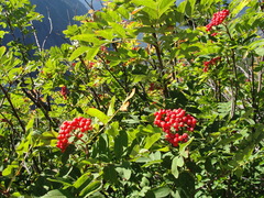 Sorbus sitchensis grayi