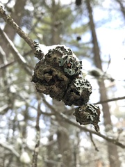 Callirhytis quercuscornigera