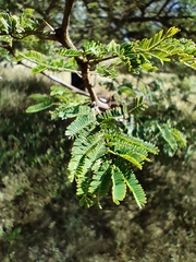 Mimosoideae