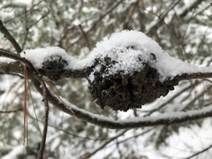 Callirhytis quercuscornigera