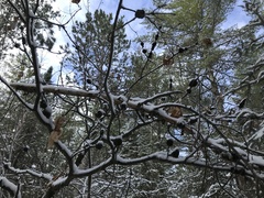 Callirhytis quercuscornigera