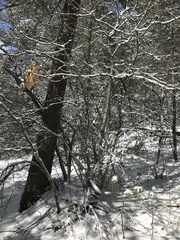 Callirhytis quercuscornigera