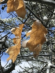 Callirhytis quercuscornigera