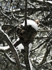 Callirhytis quercuscornigera